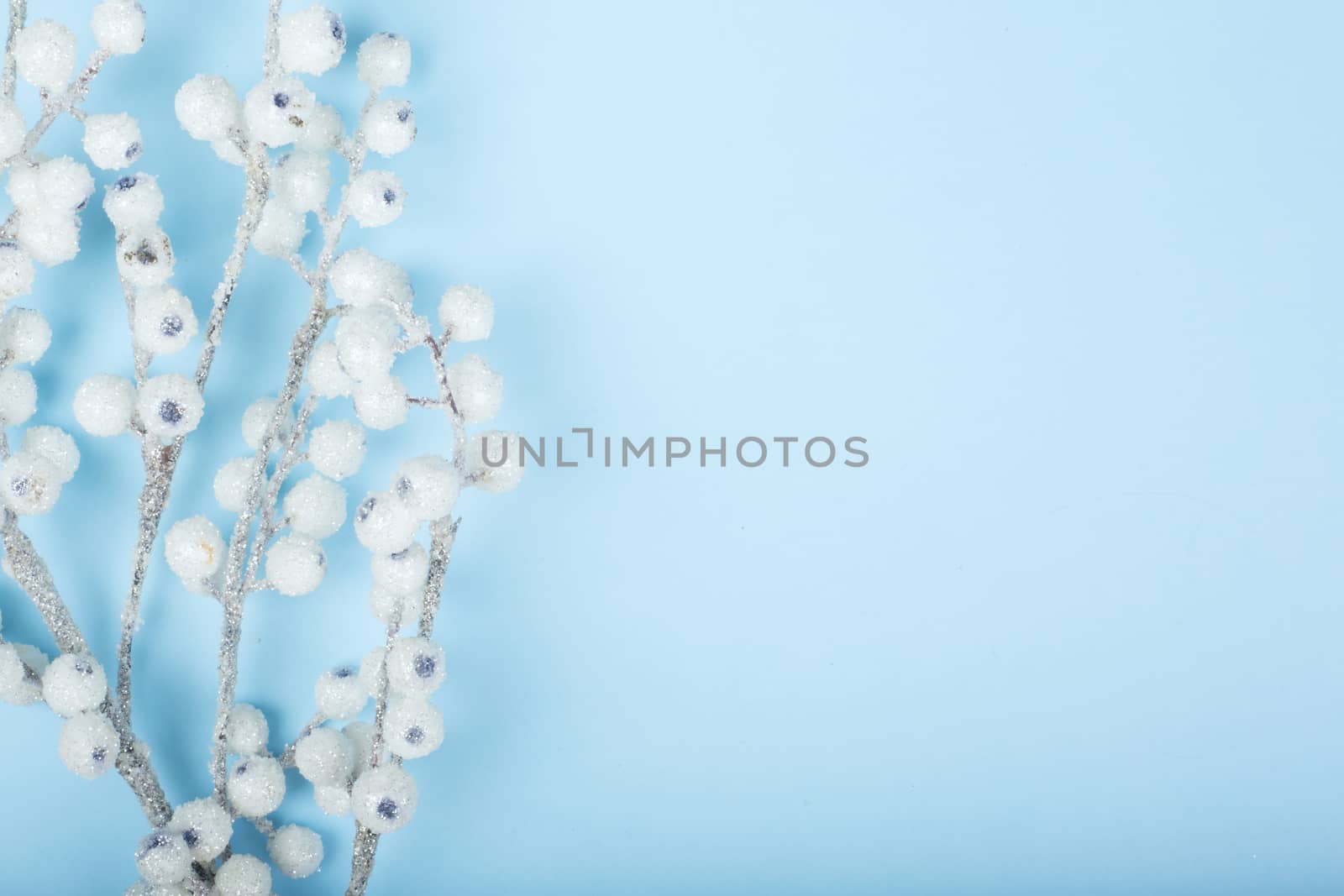 Christmas twig with white berries in frost on blue background with copy space , blue card