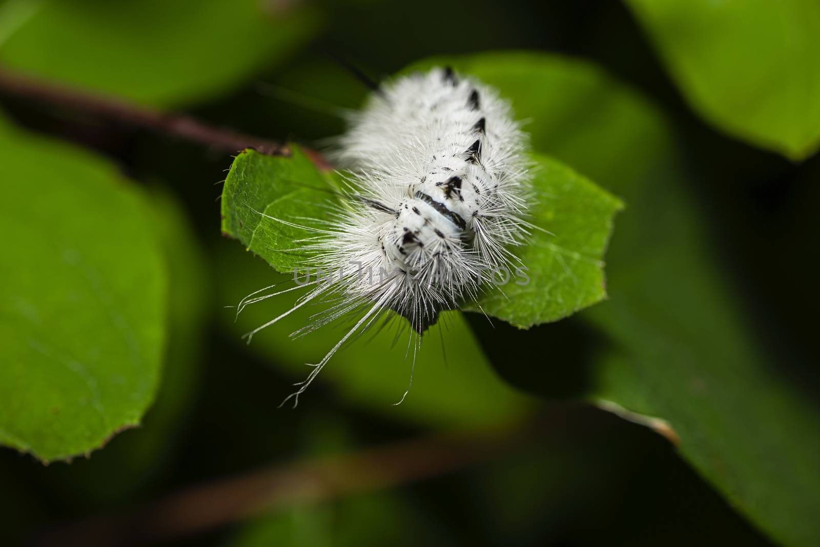 Hickory tussock moth eating a green leaf