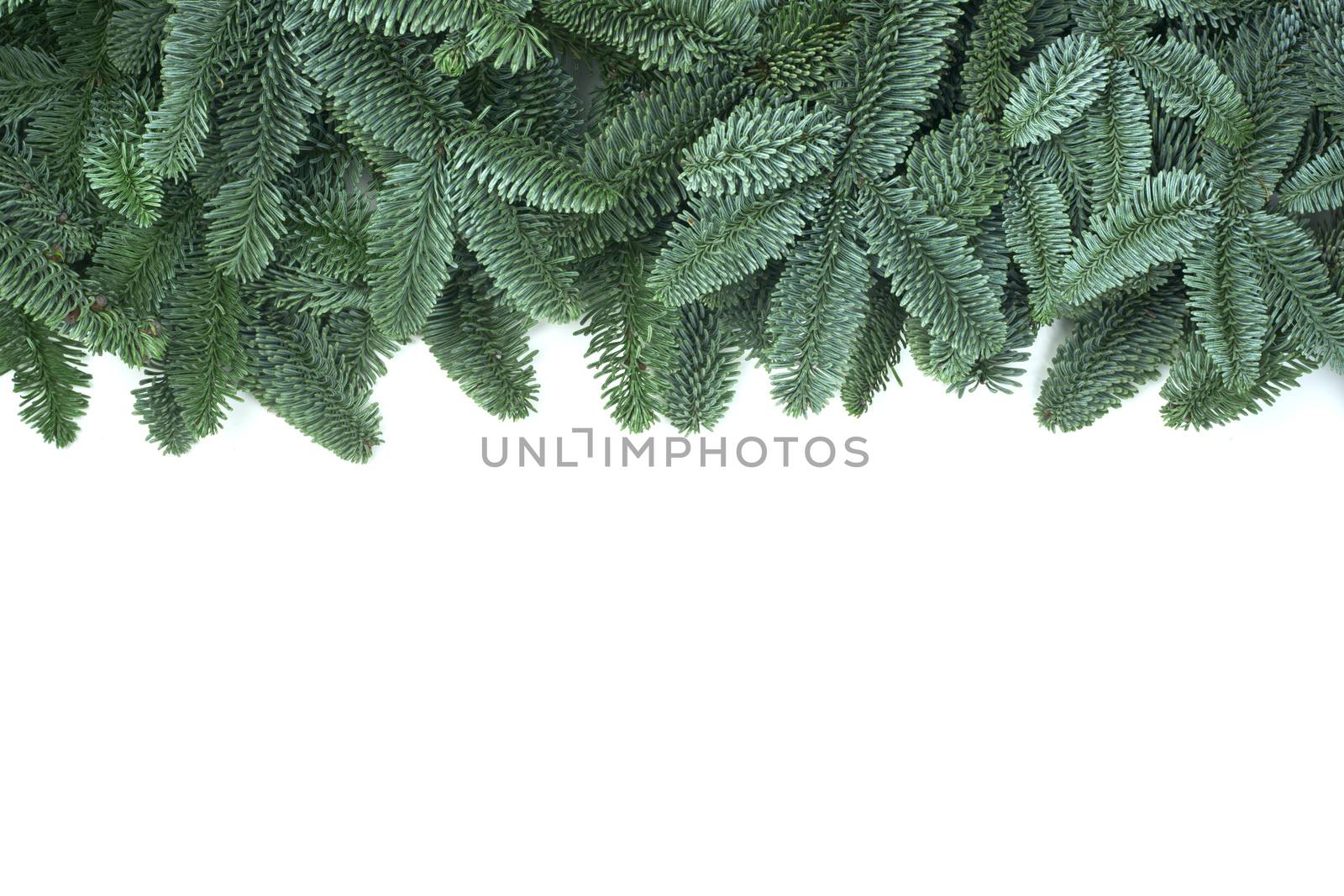 Traditional green christmas tree noble fir border frame isolated on white background copy space for text