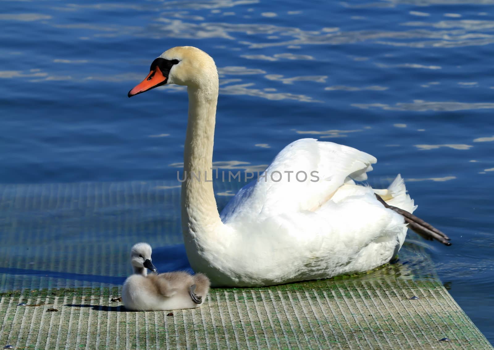 mother swan at the lake with her grey baby