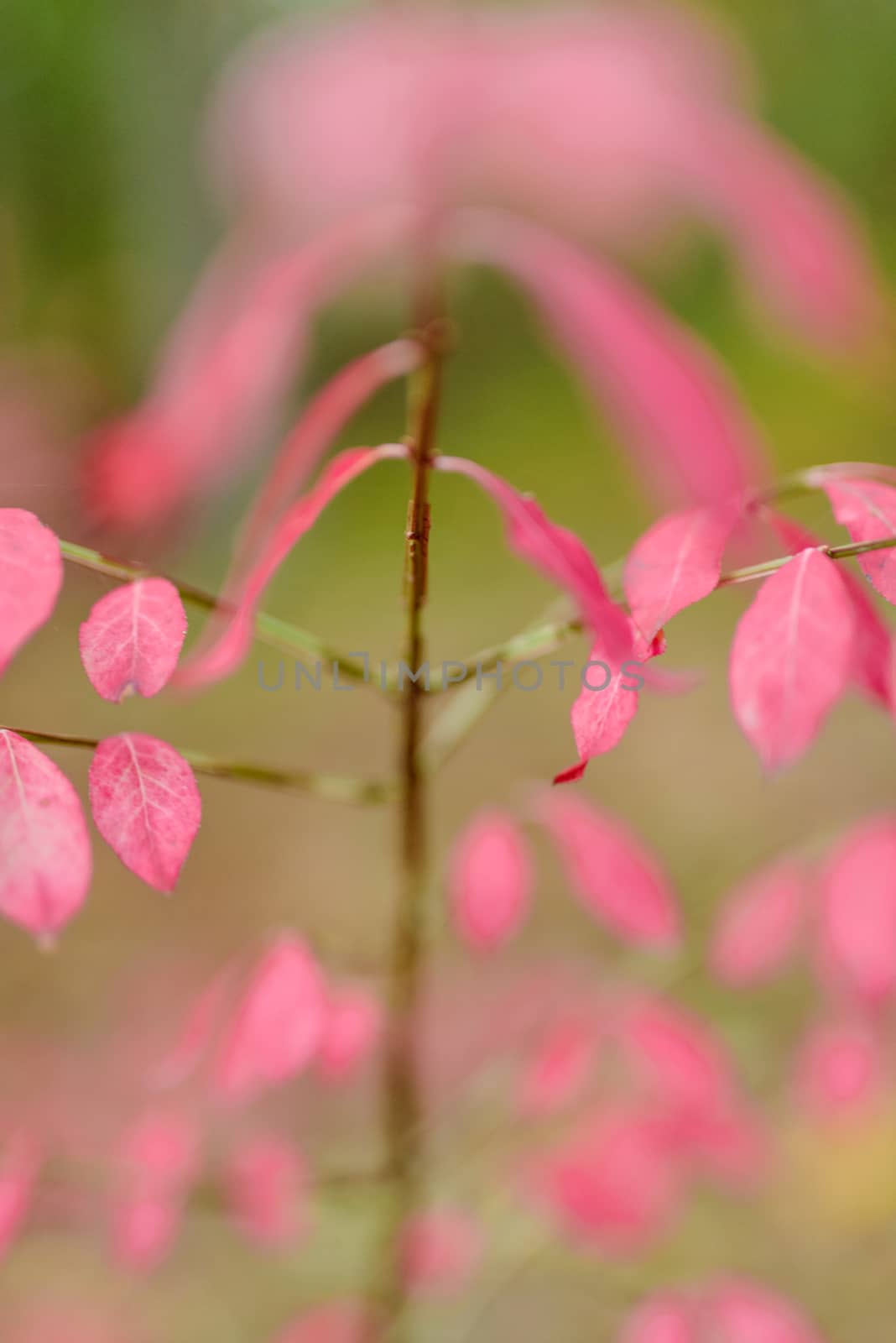 Autumn pink Leaves in the forest. Shallow depth of field