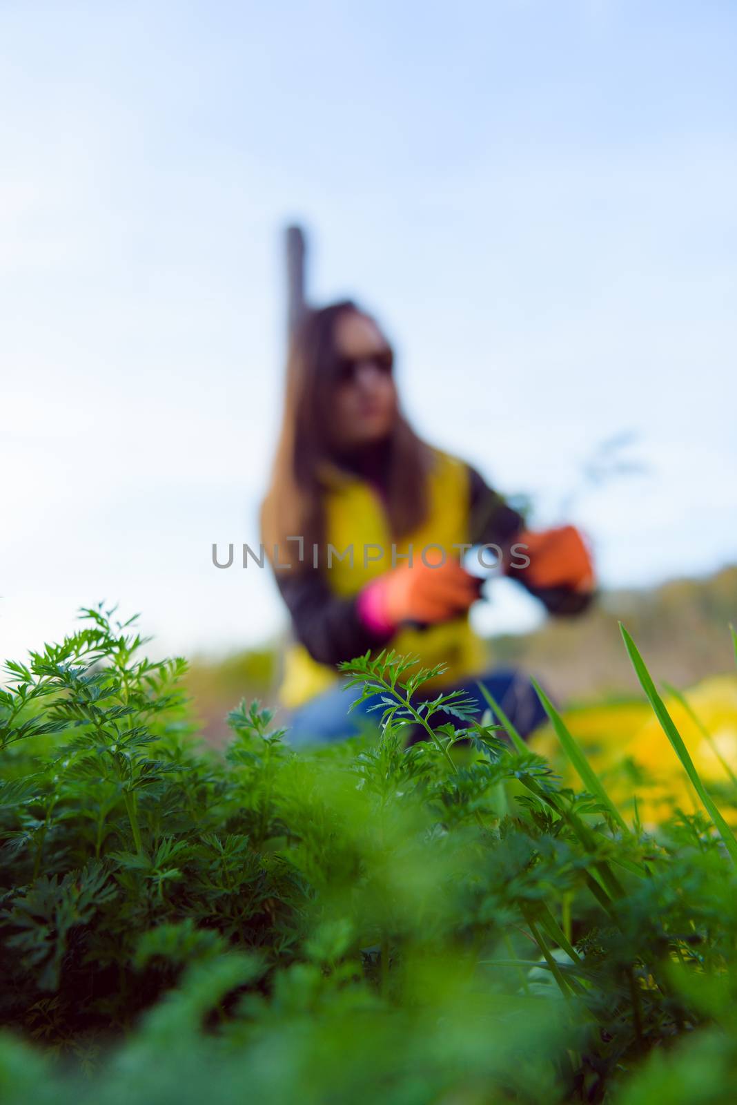 Farmer holds carrots in his hands. Collecting harvest: orange carrot in hands of female farmer. Close-up of carrots harvested from the garden. Concept of healthy eating.