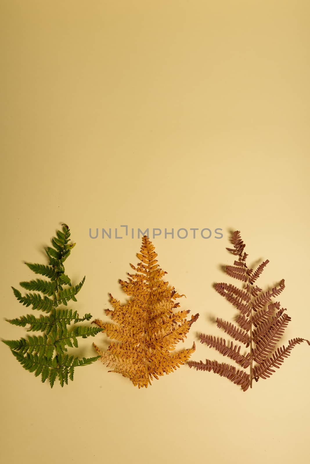Autumn fern leaves isolated on yellow background with copy space. Horizontal orienattion. Minimalistic style. View from above.
