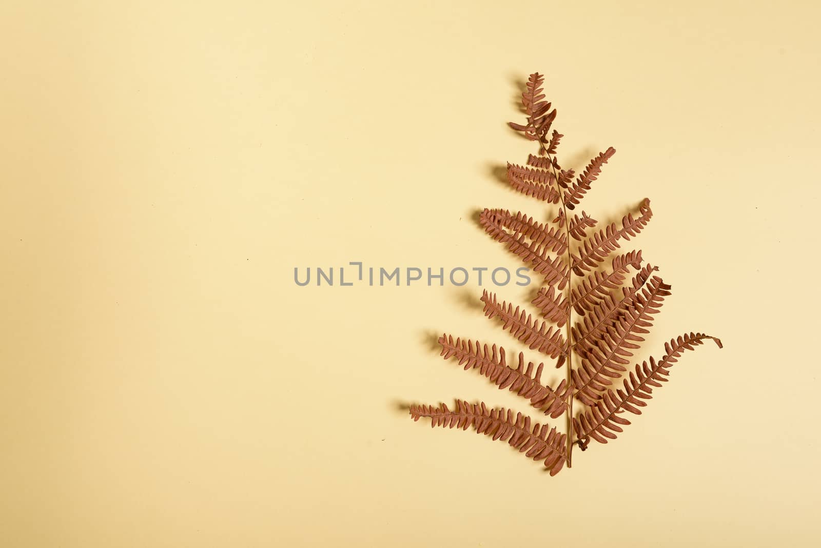 Autumn fern leaves isolated on yellow background with copy space. Horizontal orienattion. Minimalistic style. View from above.