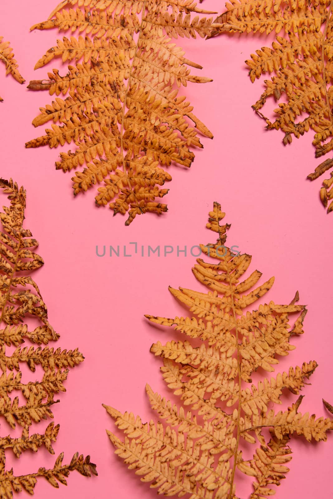 Autumn fern leaves isolated on yellow background with copy space. Horizontal orienattion. Minimalistic style. View from above.