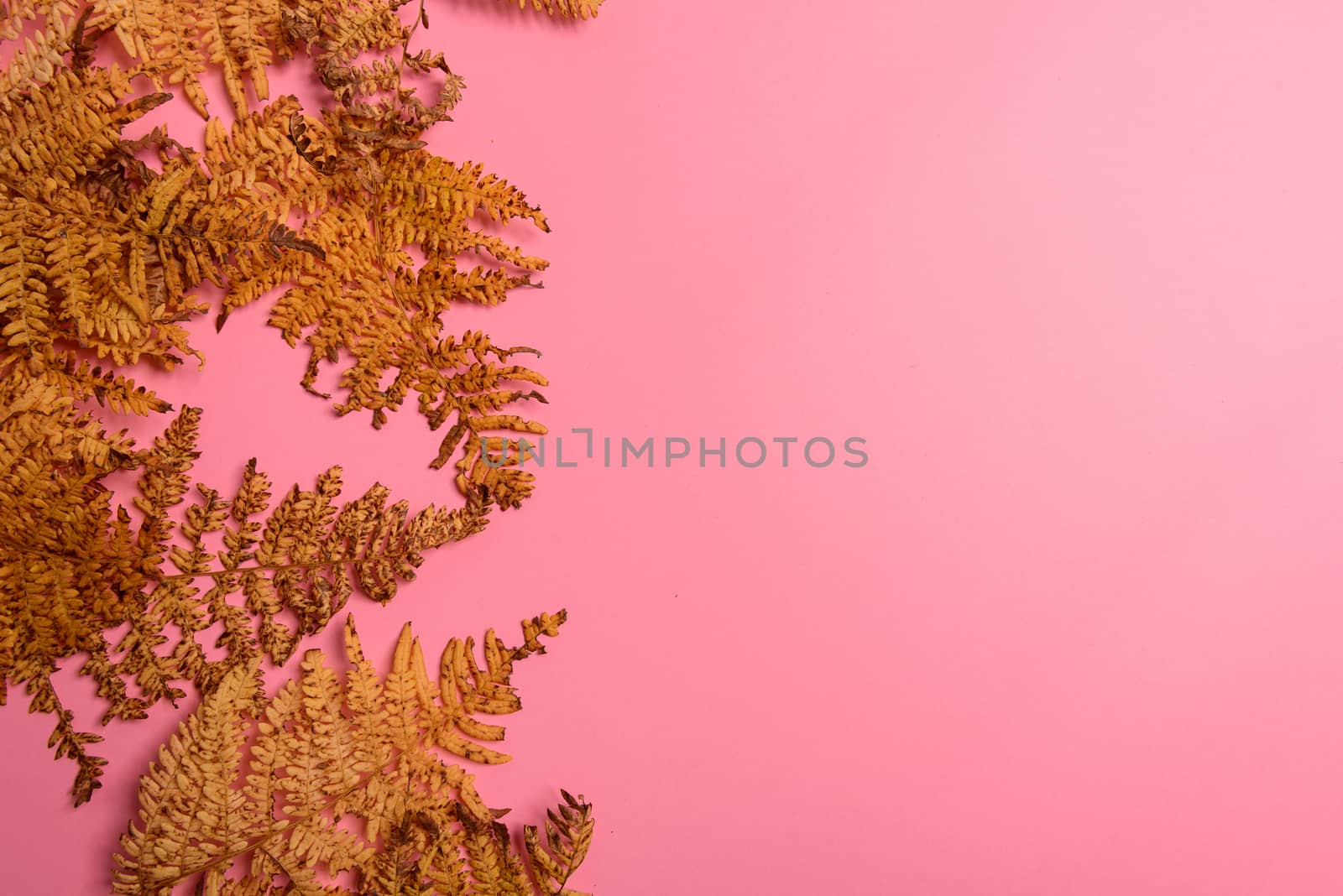 Autumn fern leaves isolated on yellow background with copy space. Horizontal orienattion. Minimalistic style. View from above.