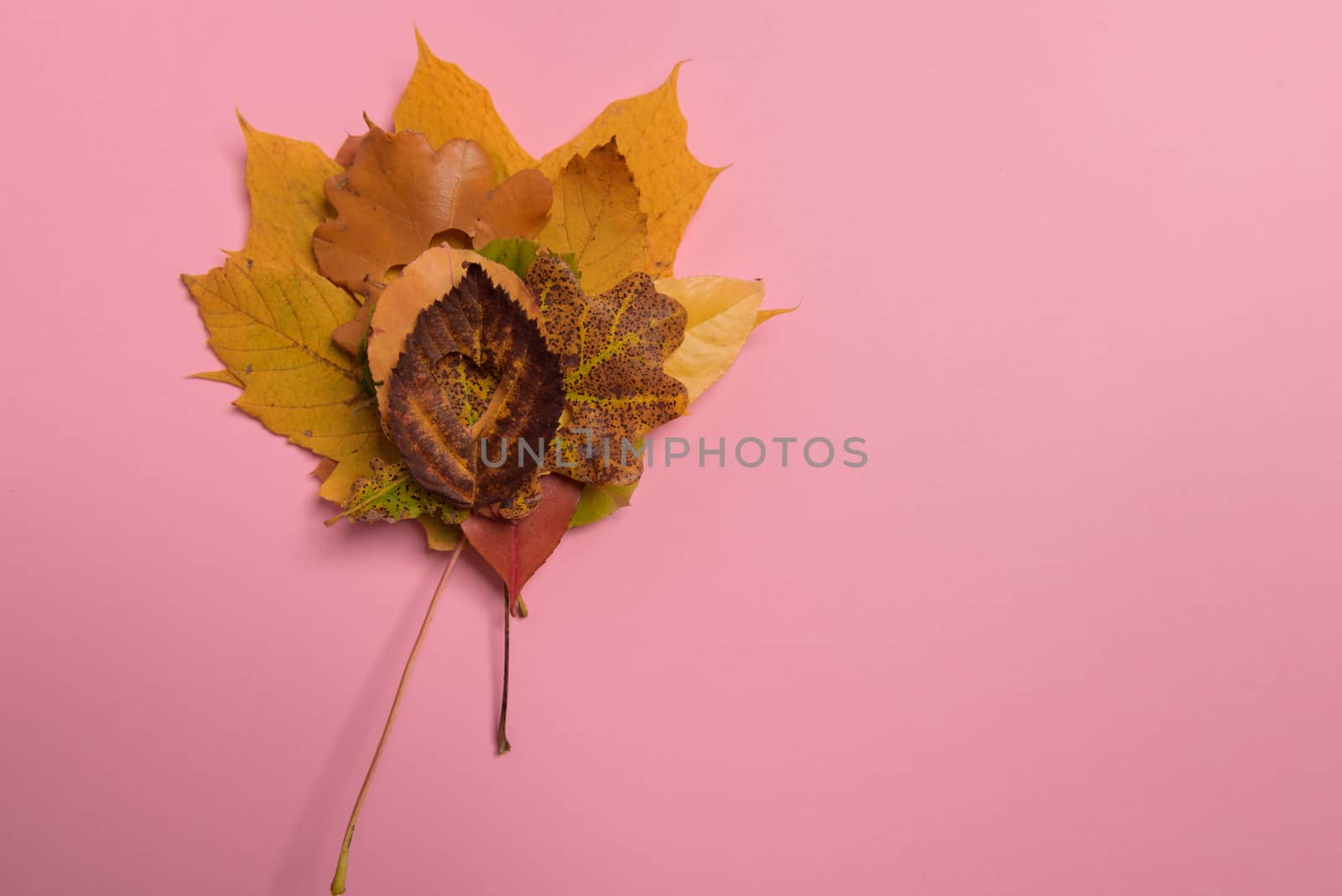 Background group autumn orange, green, yellow and brown leaves. with the heart shape cut out in the middle on pink background. Studio shoot. View from above. Horizontal orientation. Copy space.