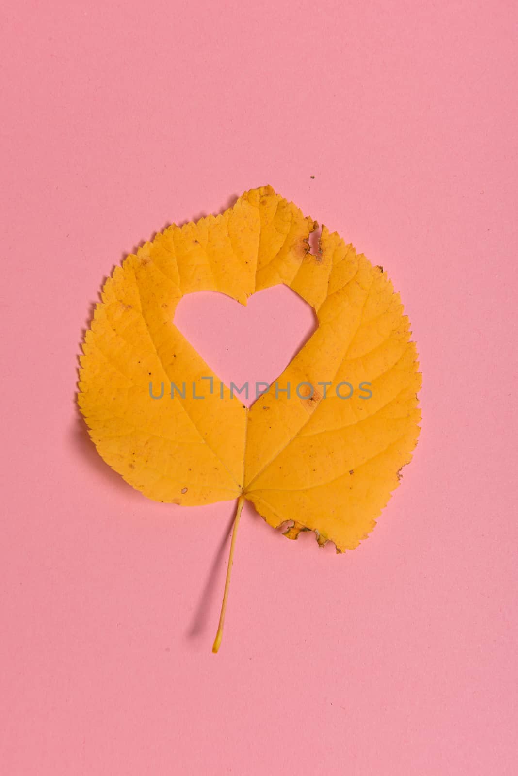 Background group autumn orange, green, yellow and brown leaves. with the heart shape cut out in the middle on pink background. Studio shoot. View from above. Horizontal orientation. Copy space.