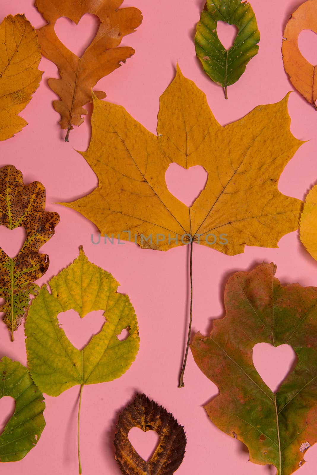 Background group autumn orange, green, yellow and brown leaves. with the heart shape cut out in the middle on pink background. Studio shoot. View from above. Horizontal orientation. Copy space.