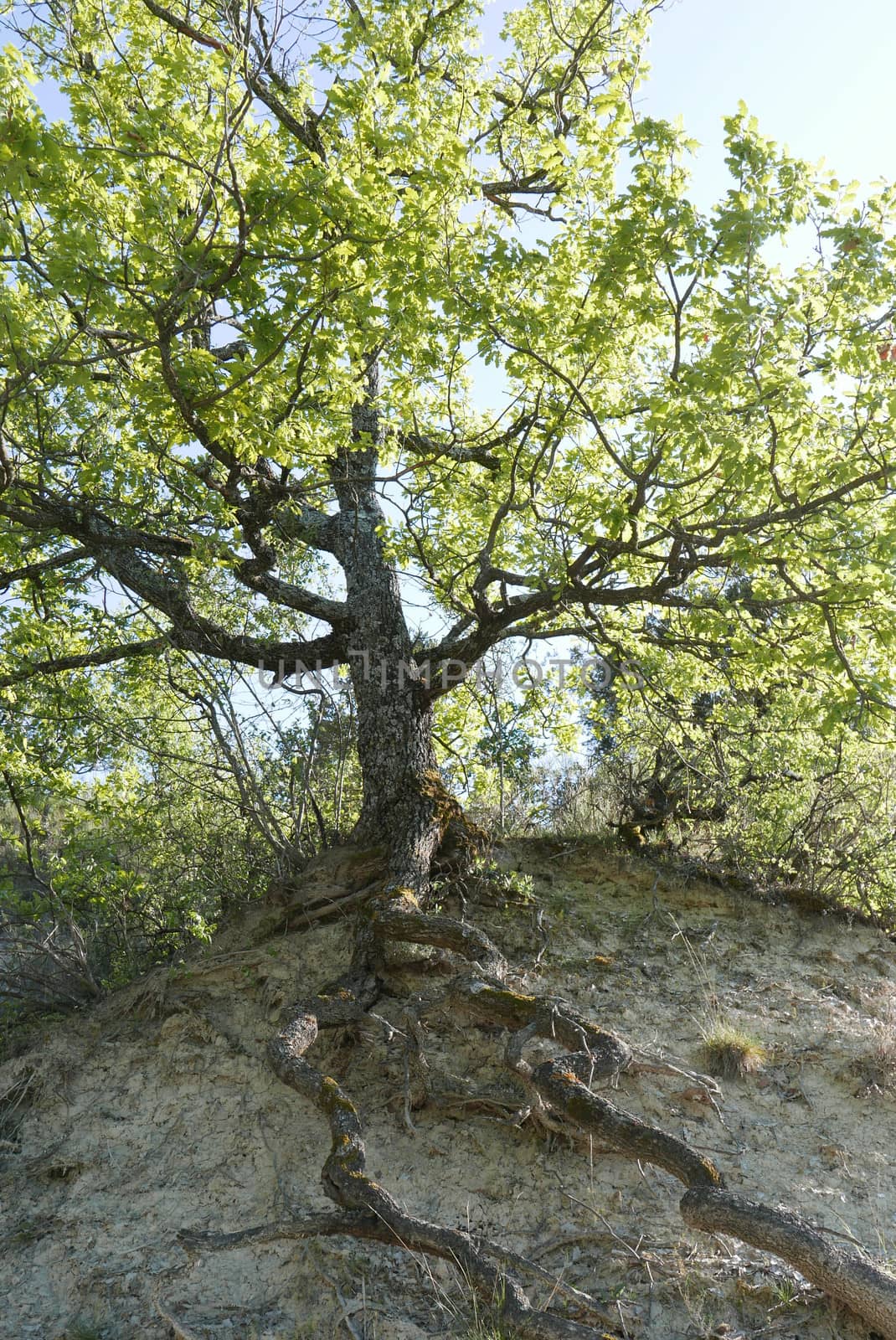 Walk around Forcalquier in the Alpes de Haute Provence, France