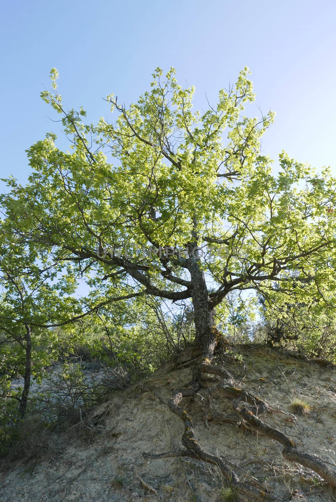 Walk around Forcalquier in the Alpes de Haute Provence, France