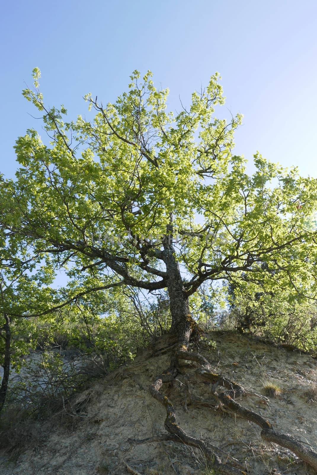 Walk around Forcalquier in the Alpes de Haute Provence, France