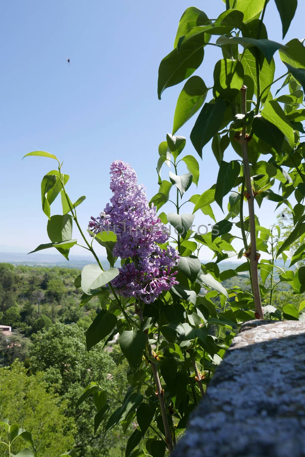 Walk around Forcalquier in the Alpes de Haute Provence, France