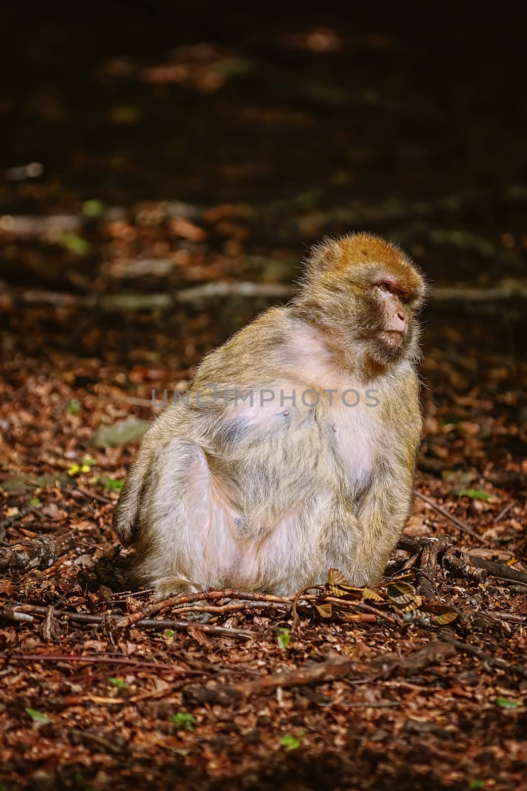Barbary Macaque (Macaca Sylvanus) Sitting on the Ground