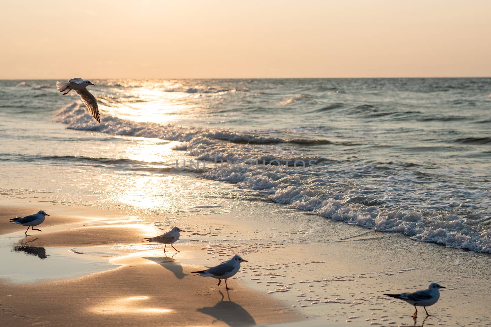 Sunset on the baltic sea with seagulls. Summer time. Golden hour.