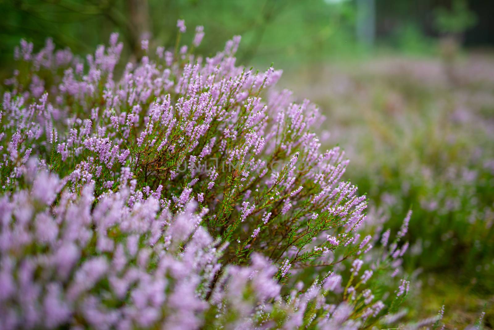 Blossoming Heather on the meadow next to a wood