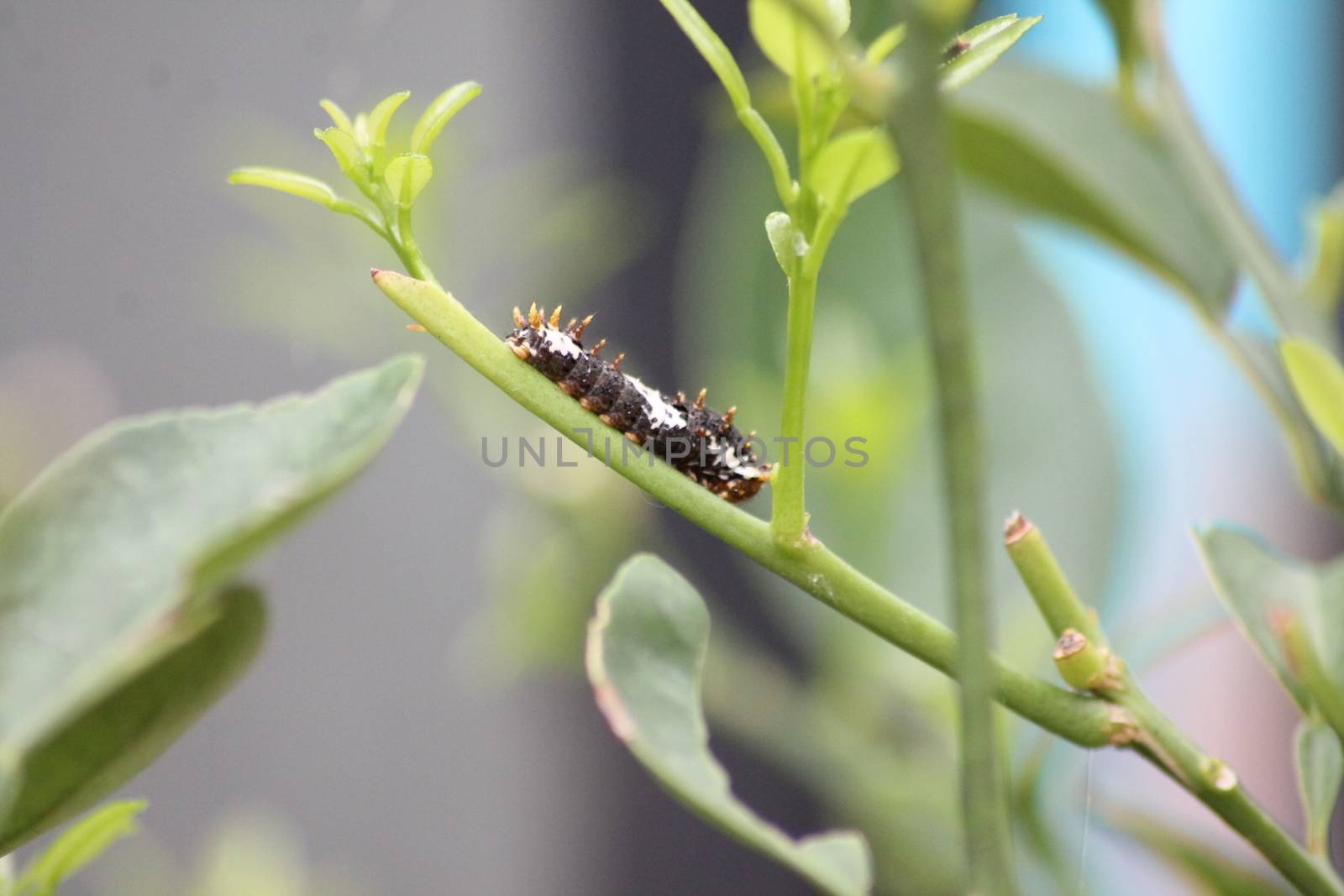 a caterpillar crawls on a tree branch by imagifa