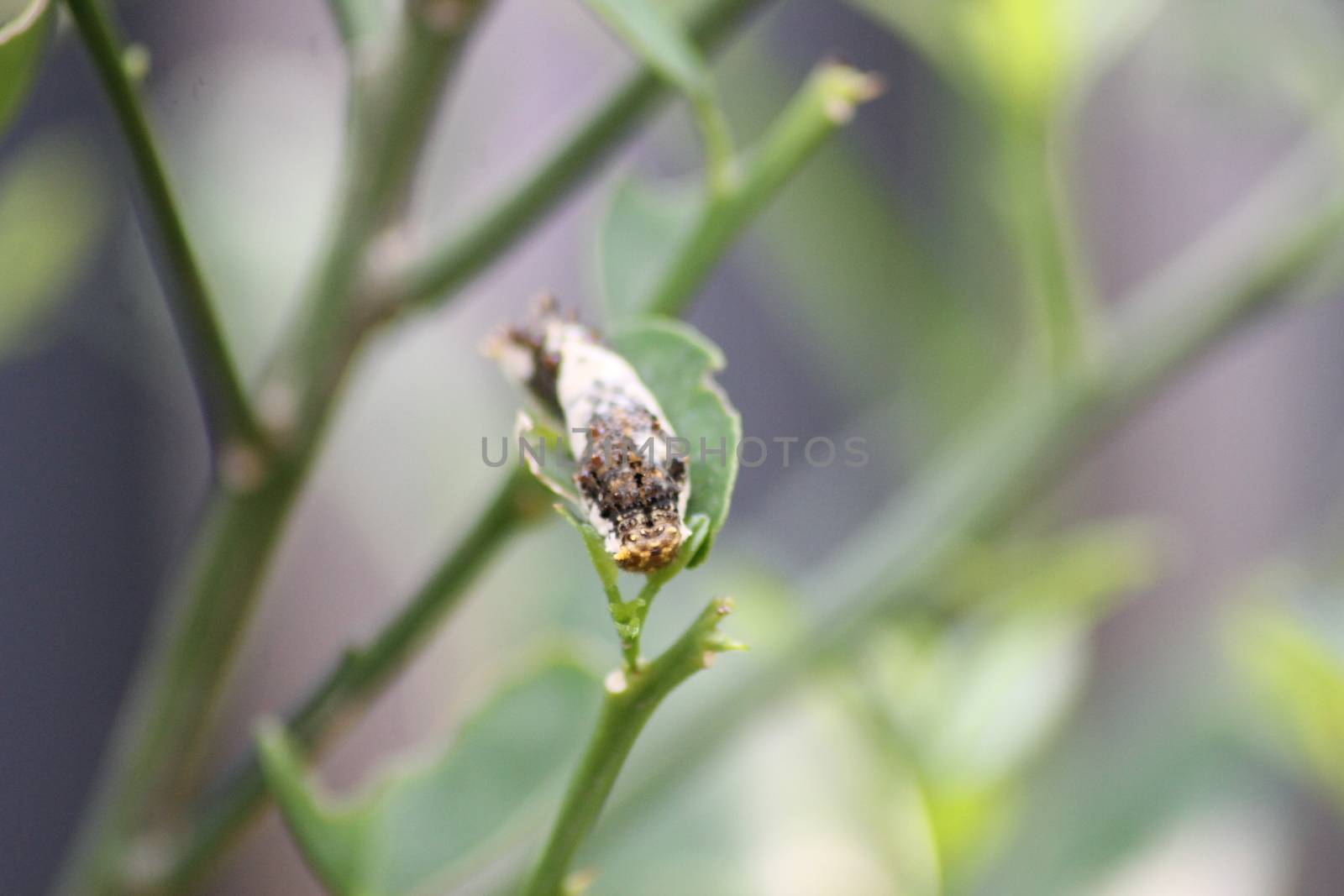 a caterpillar crawls on a tree branch