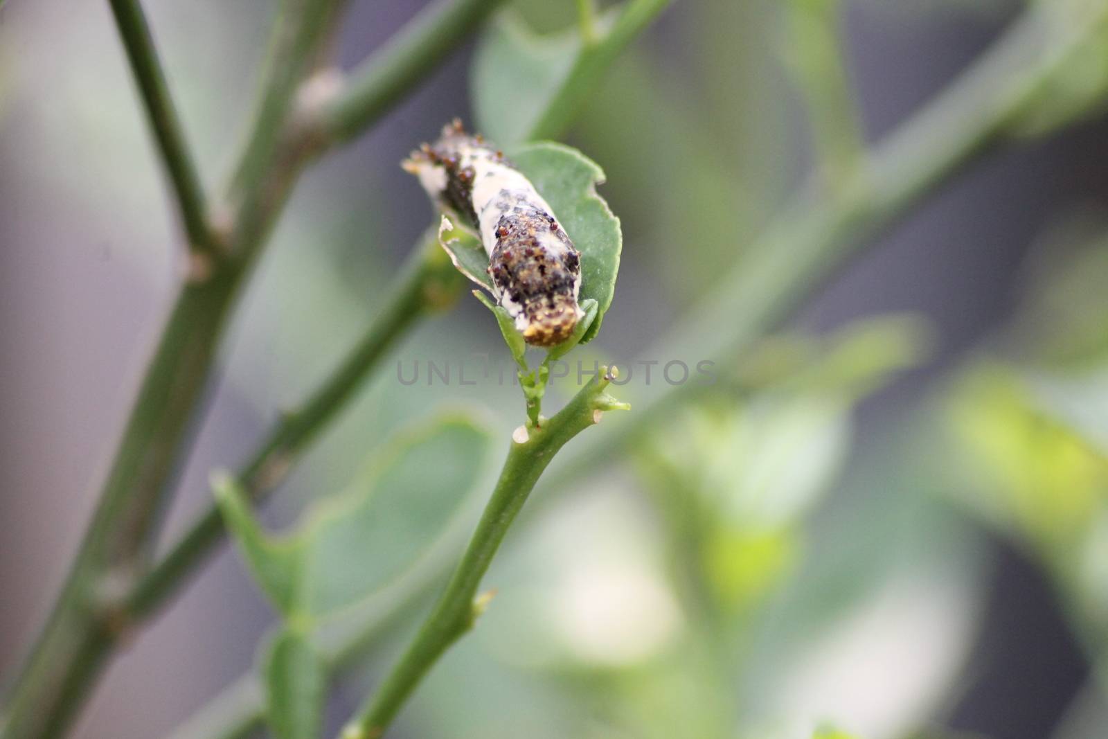 a caterpillar crawls on a tree branch