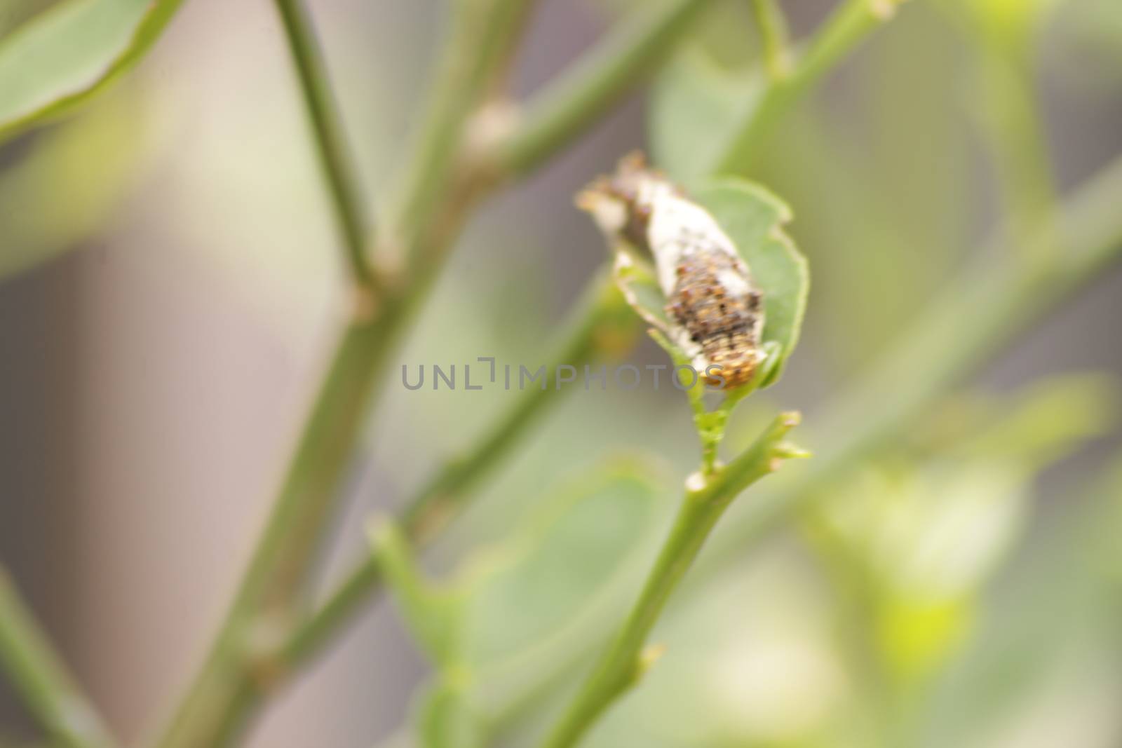 a caterpillar crawls on a tree branch