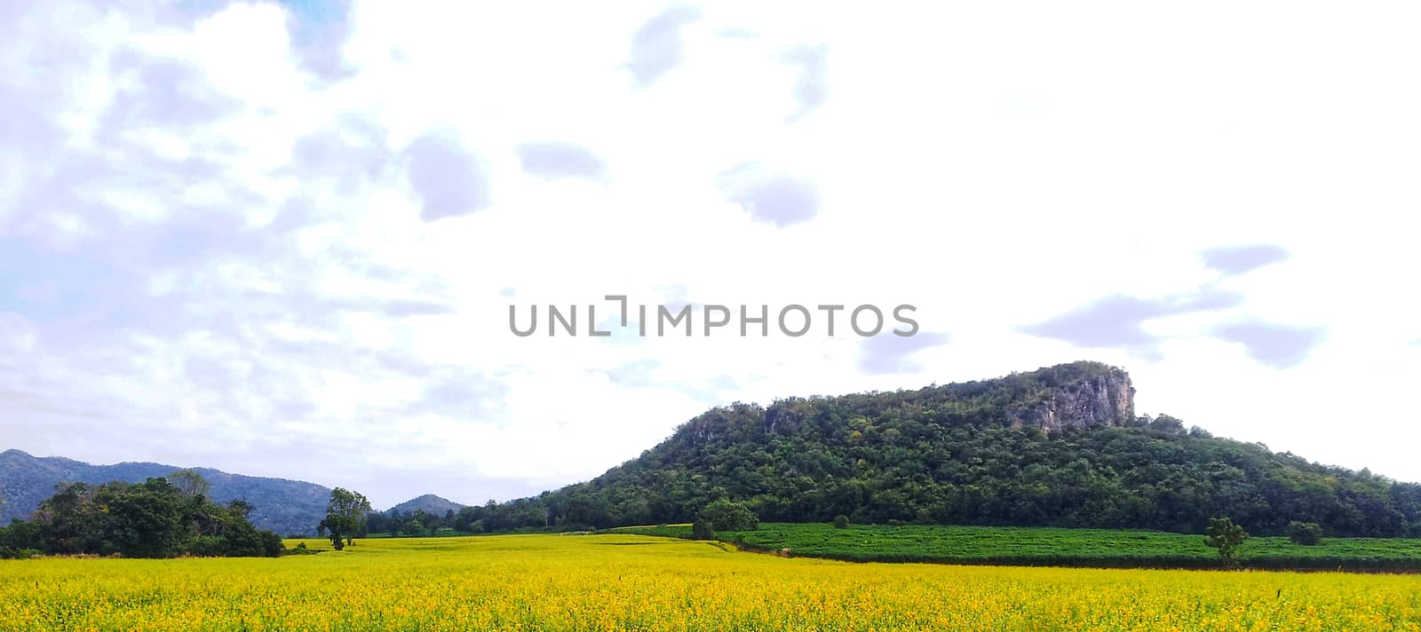 Crotalaria juncea field in front of the mountain with cloudy sky.