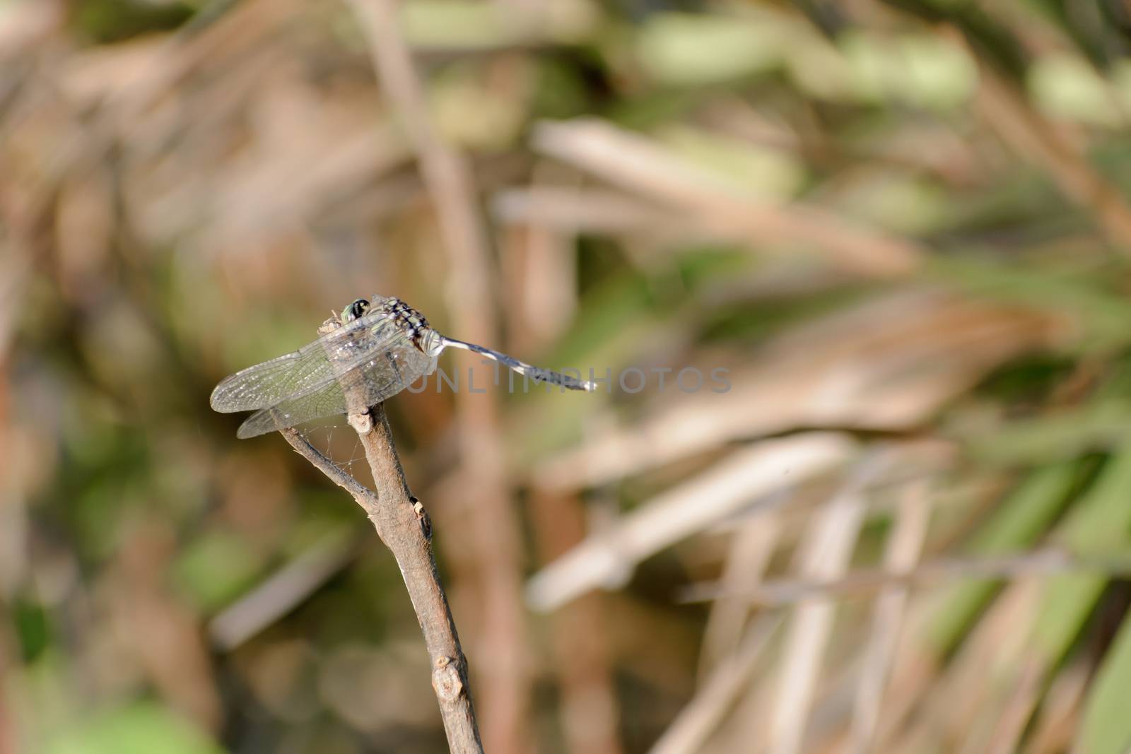 Dragonfly or Damselfly insect - Odonata infraorder Anisoptera of grasshopper family with multifaceted eyes, strong pairs, transparent patched wings. Wild Animal themes and behavior. Nature background.