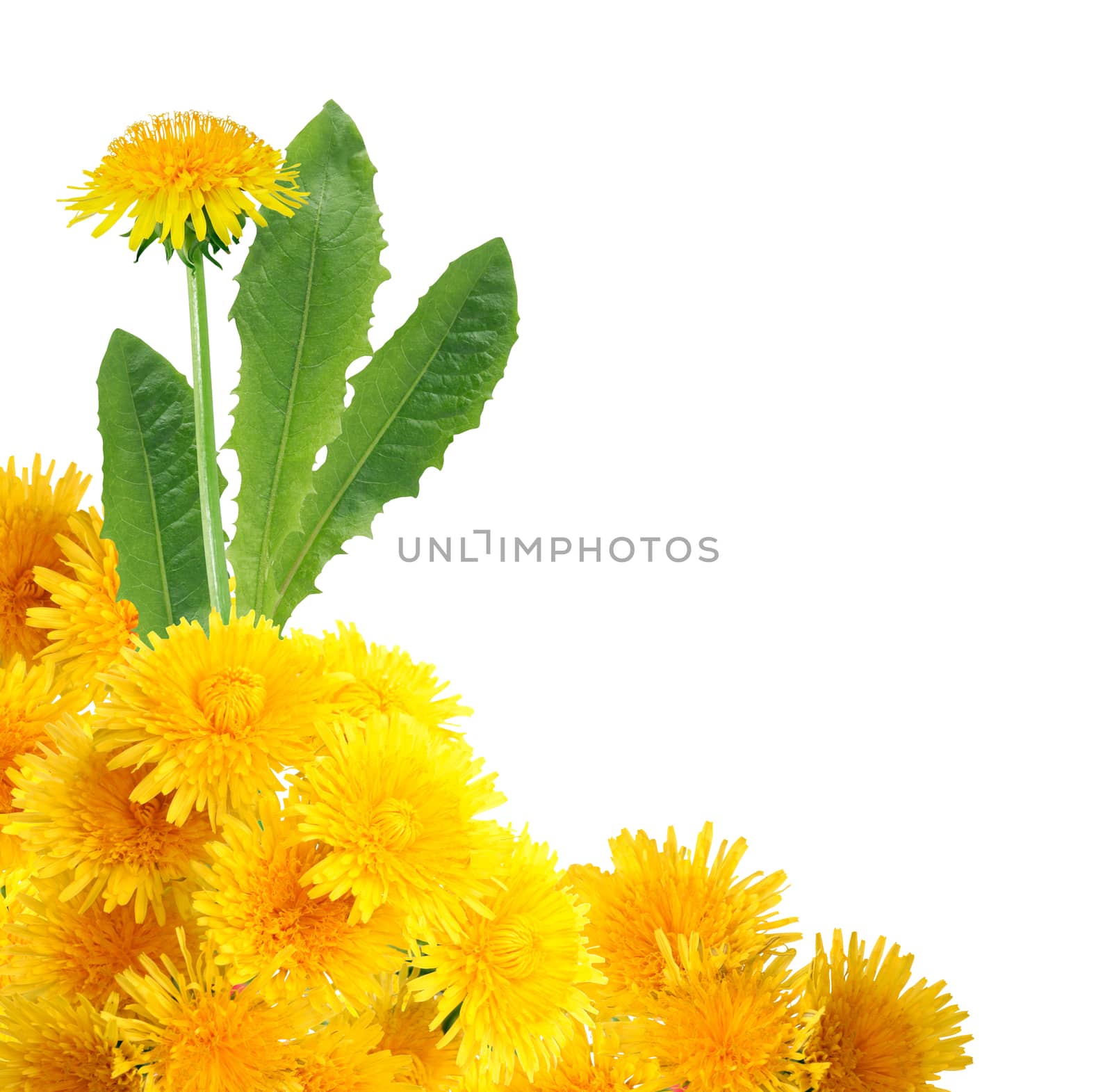 Yellow Dandelion Vignette by kvkirillov