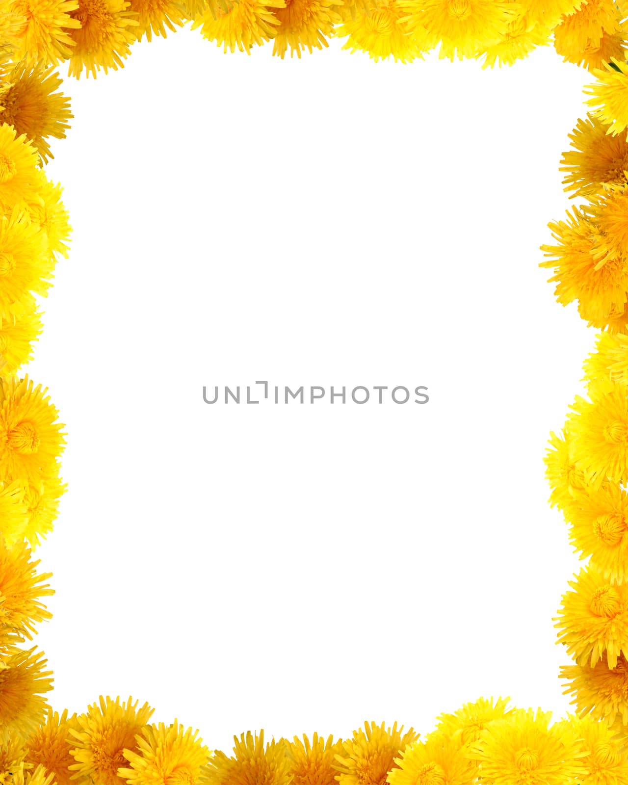 Yellow Dandelion Vignette by kvkirillov