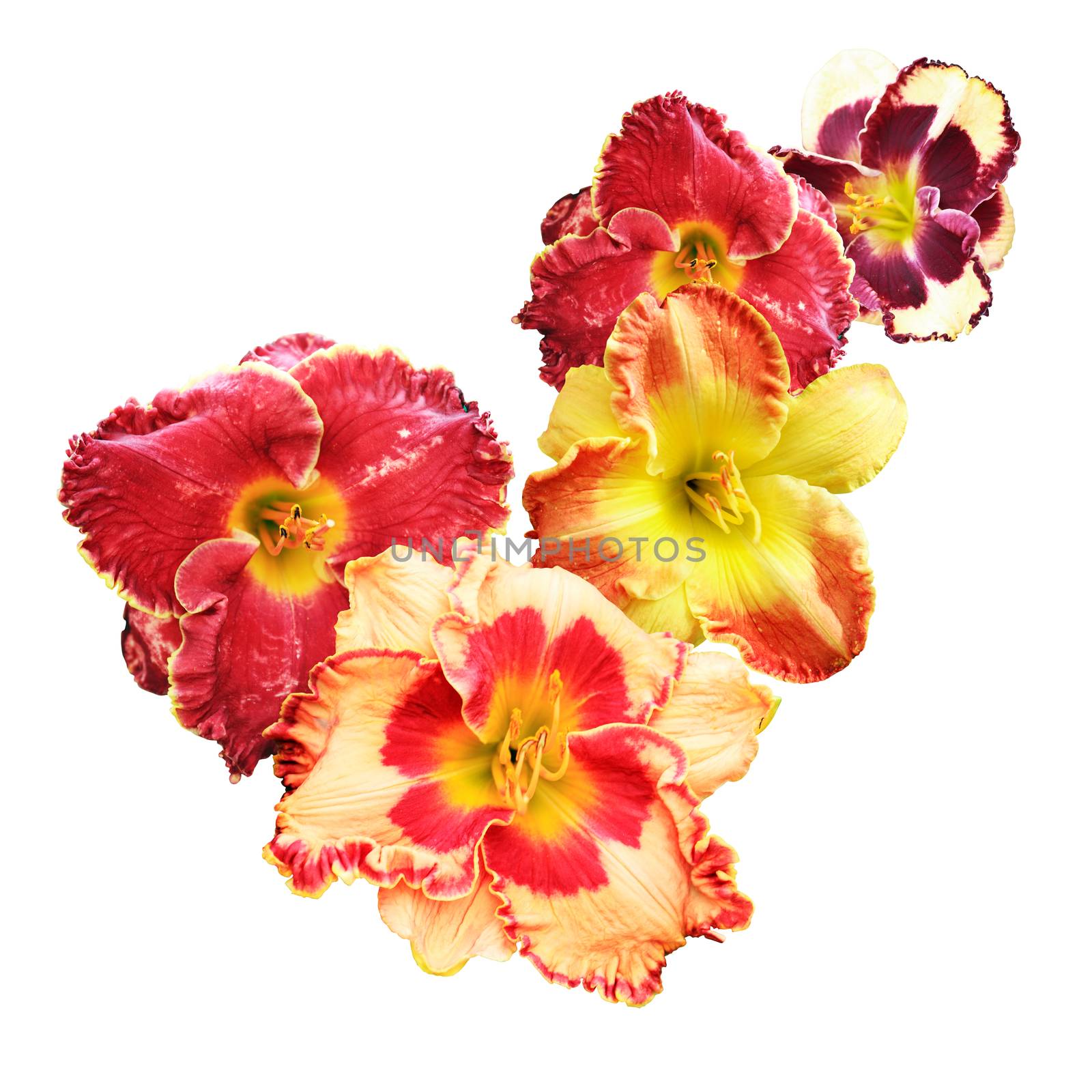 Nice vignette made from variety flowers on white background