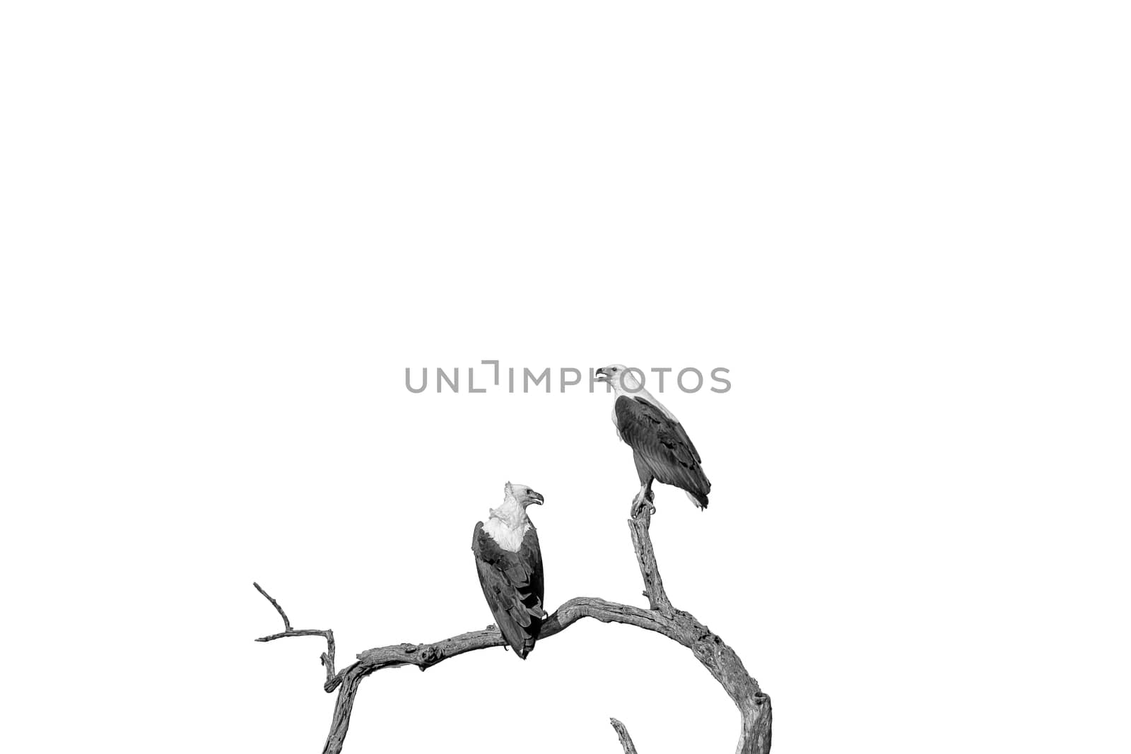 Two african fish eagles, Haliaeetus vocifer, on a dead tree branch, isolated on white, monochrome