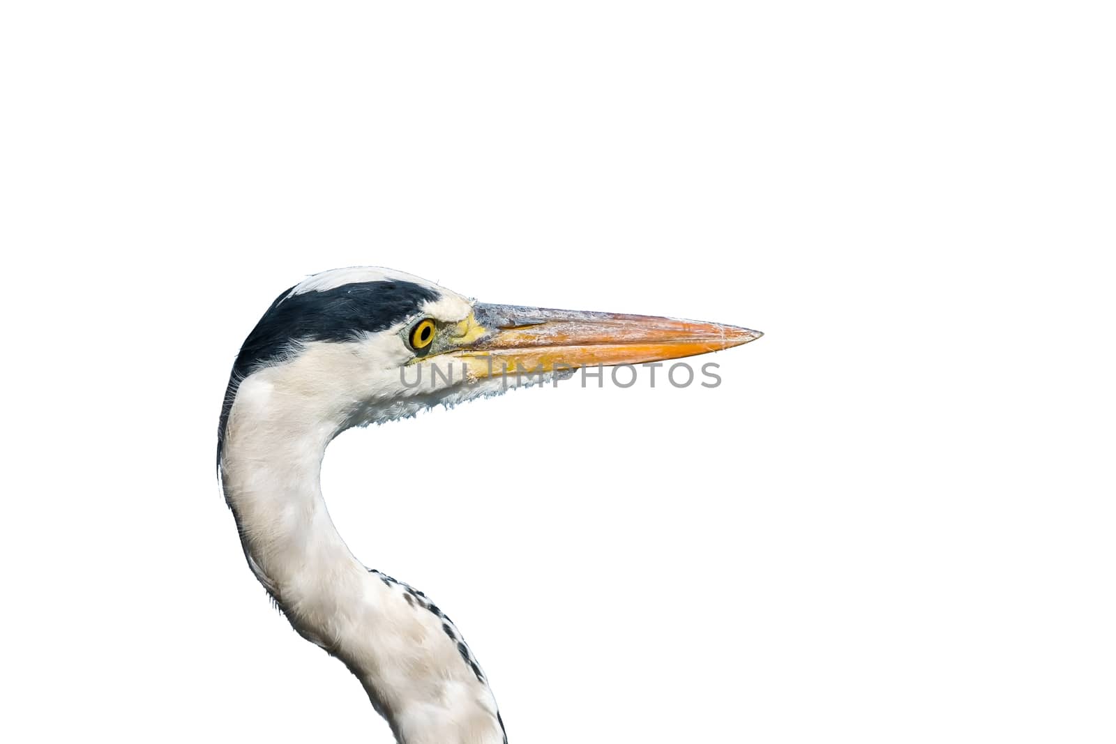 Close-up of the neck and face of a grey heron, Ardea cinerea, isolated on white