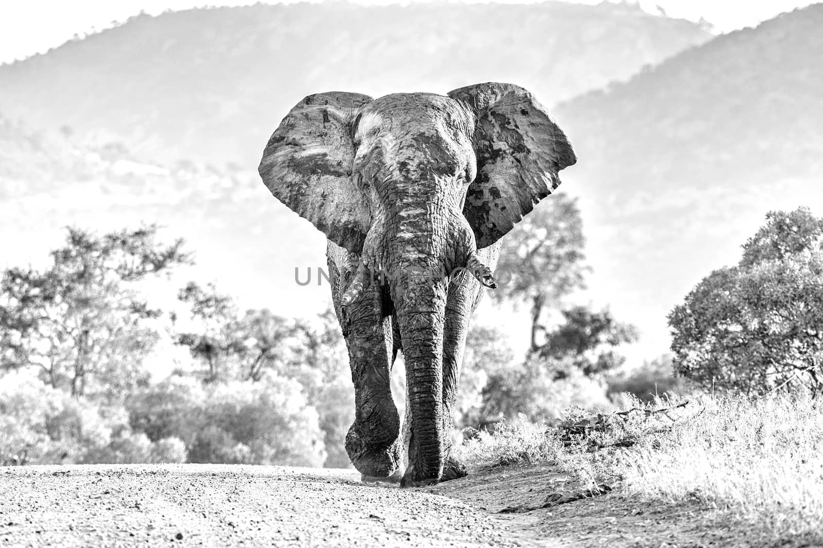 A mud-covered african elephant walking in a road towards the camera in the Mpumalanga Province of South Africa. Monochrome