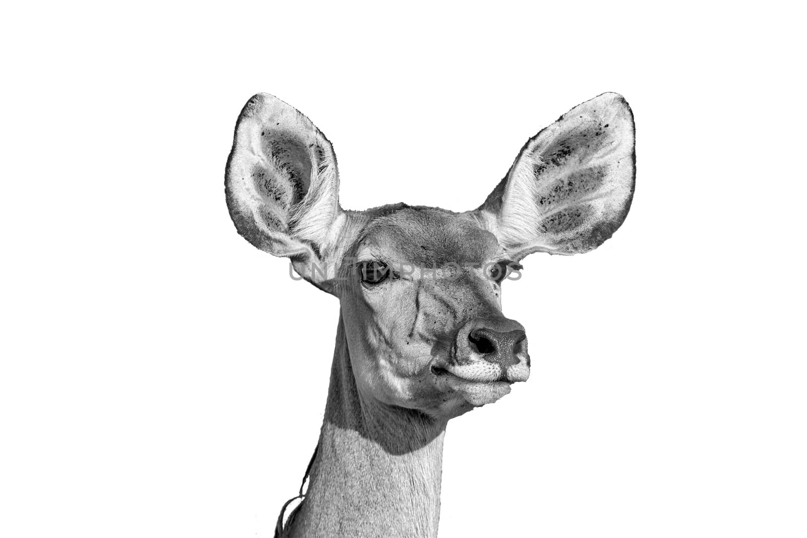 A greater kudu cow, Tragelaphus strepsiceros, looking forward with pointed ears, isolated on white, monochrome