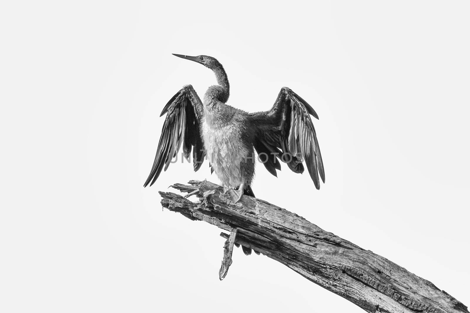 An african darter, Anhinga rufa, drying its wings in the sun. Isolated on white. Monochrome