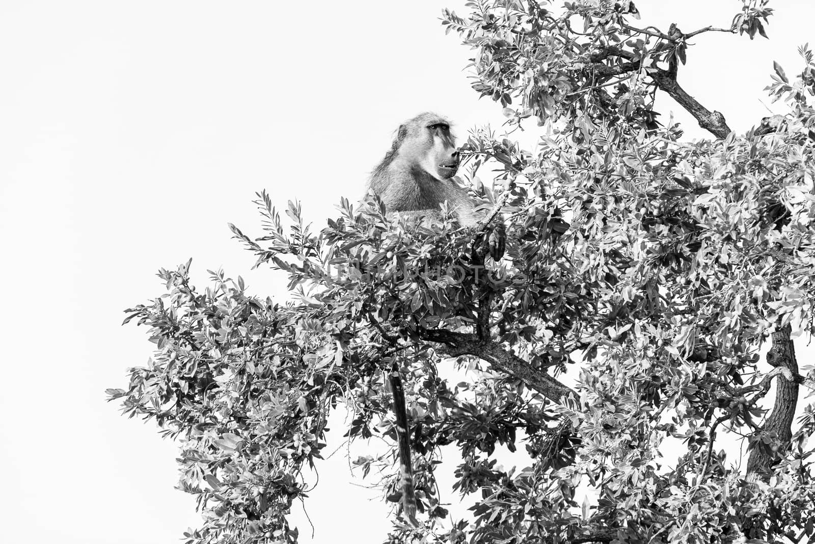 Chacma baboon, Papio ursinus, sitting in a tree. Monochrome by dpreezg