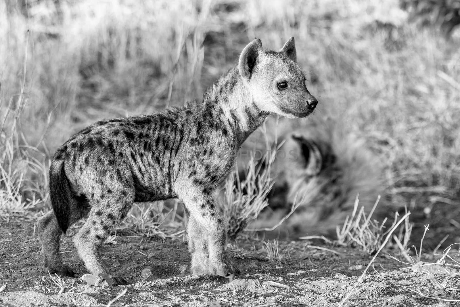 A spotted hyena cub at sunset in the Mpumalanga Province of South Africa. Monochrome