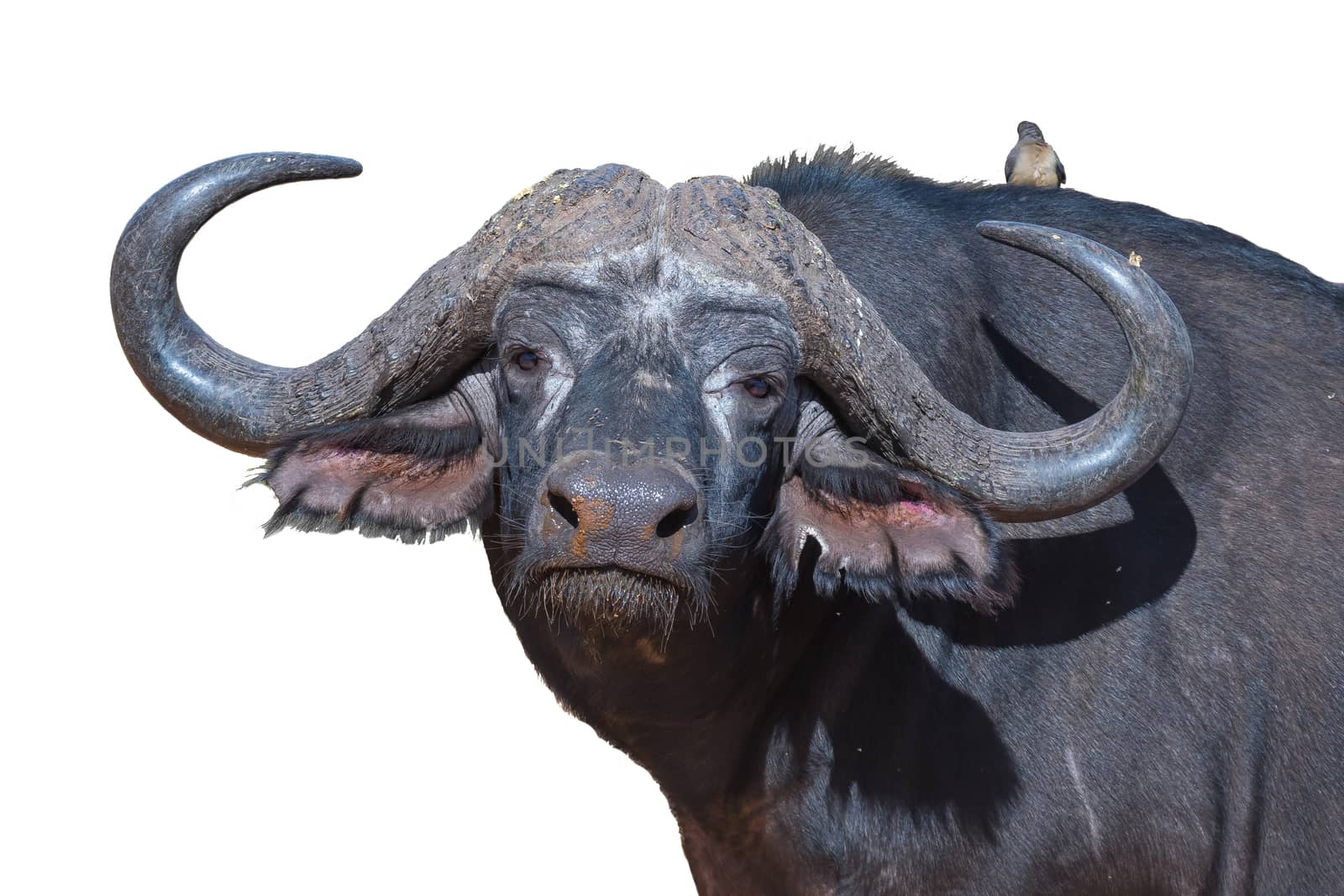 A Cape buffalo, Syncerus caffer, looking at the camera. Mpumalanga Province of South Africa