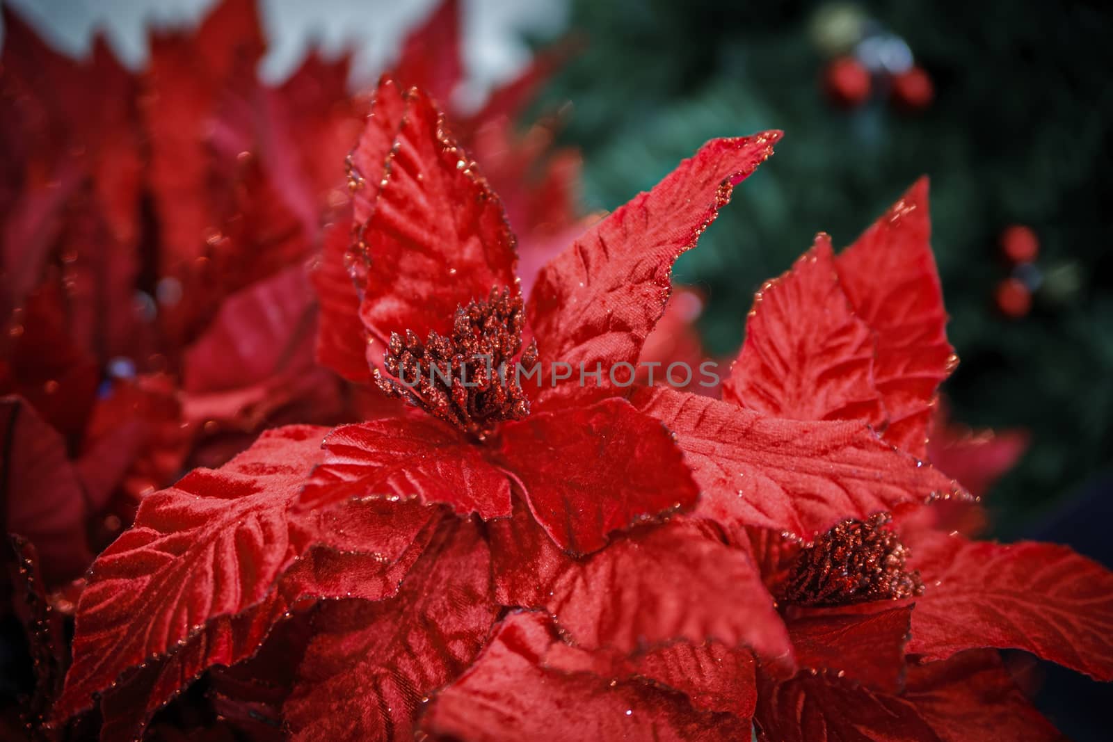 Christmas decoration on abstract background. The red leaves of a poinsettia is a traditional Christmas decoration.