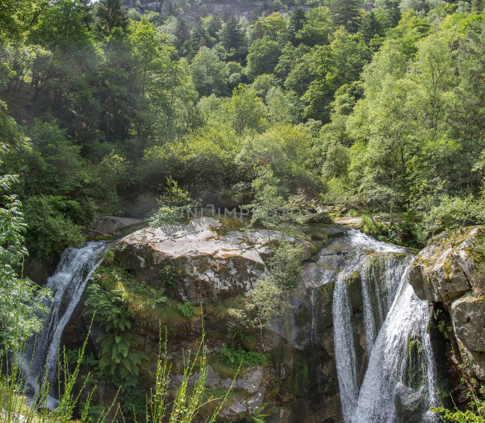 discovery of the eastern Pyrenes, its fauna and flora, region of France