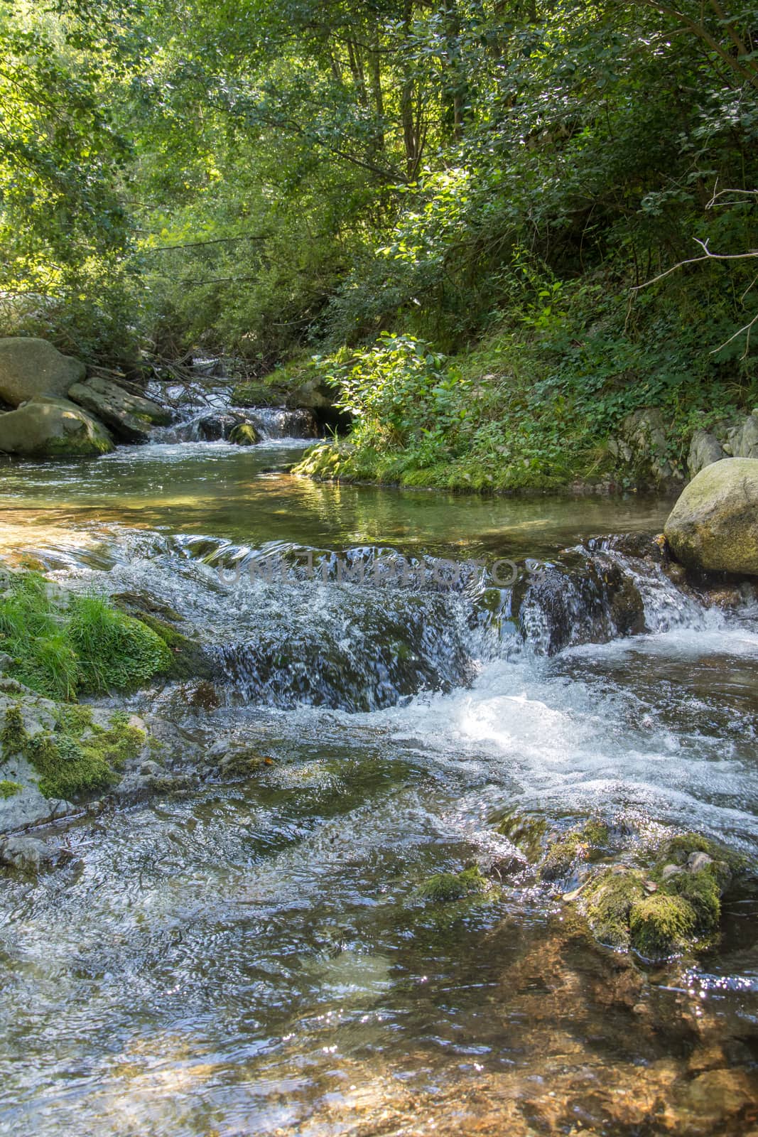 discovery of the eastern Pyrenes, its fauna and flora, region of France