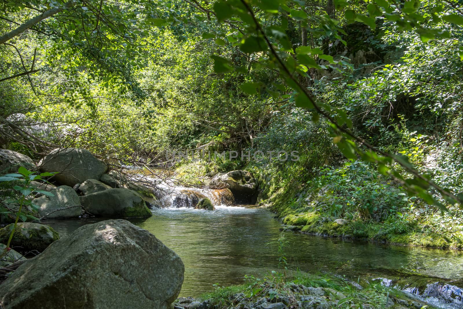 discovery of the eastern Pyrenes, its fauna and flora, region of France