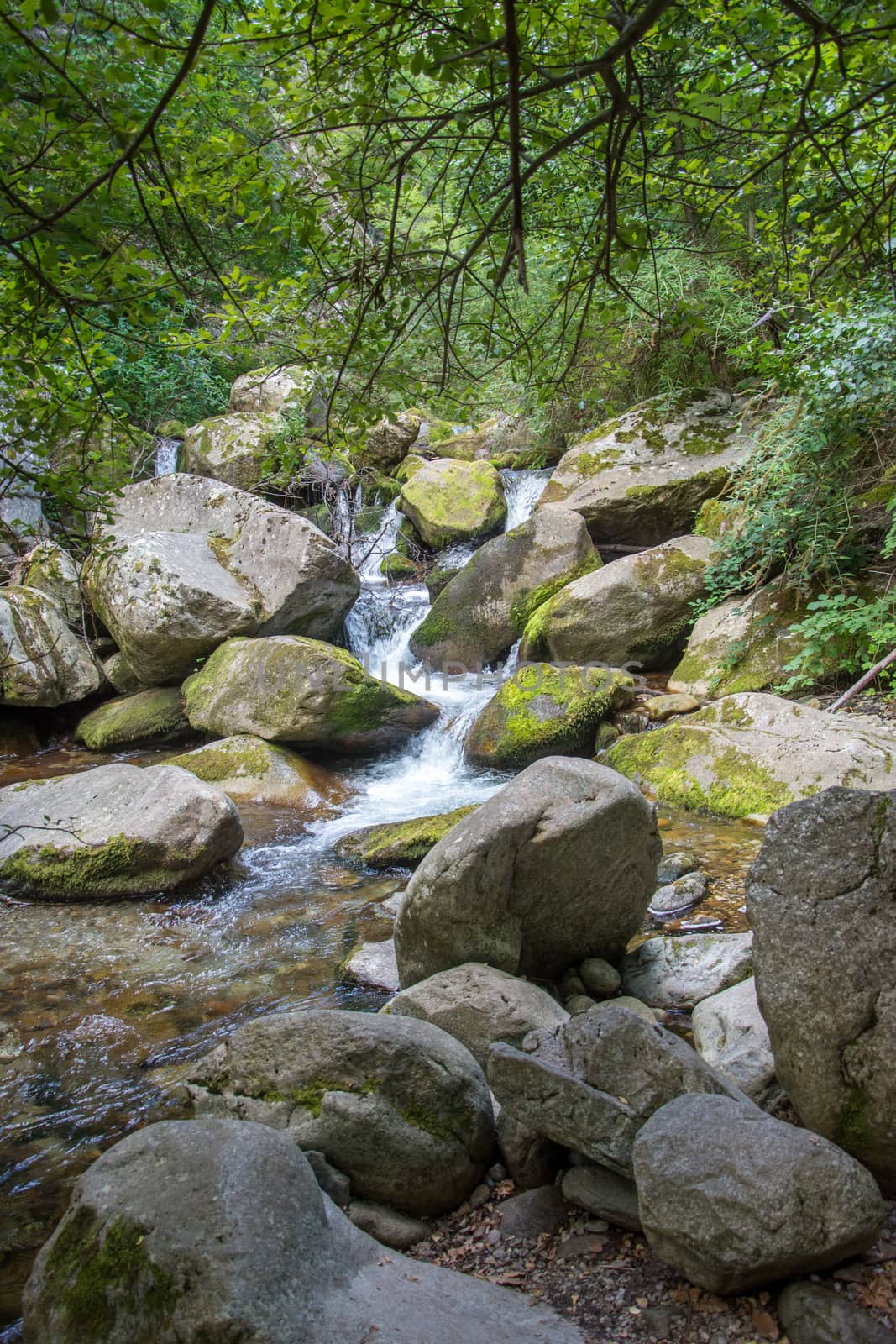 discovery of the eastern Pyrenes, its fauna and flora, region of France