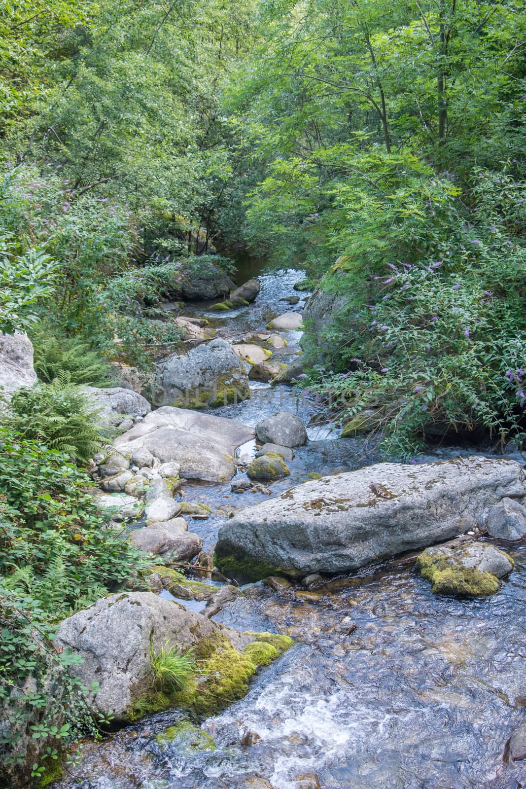 discovery of the eastern Pyrenes, its fauna and flora, region of France
