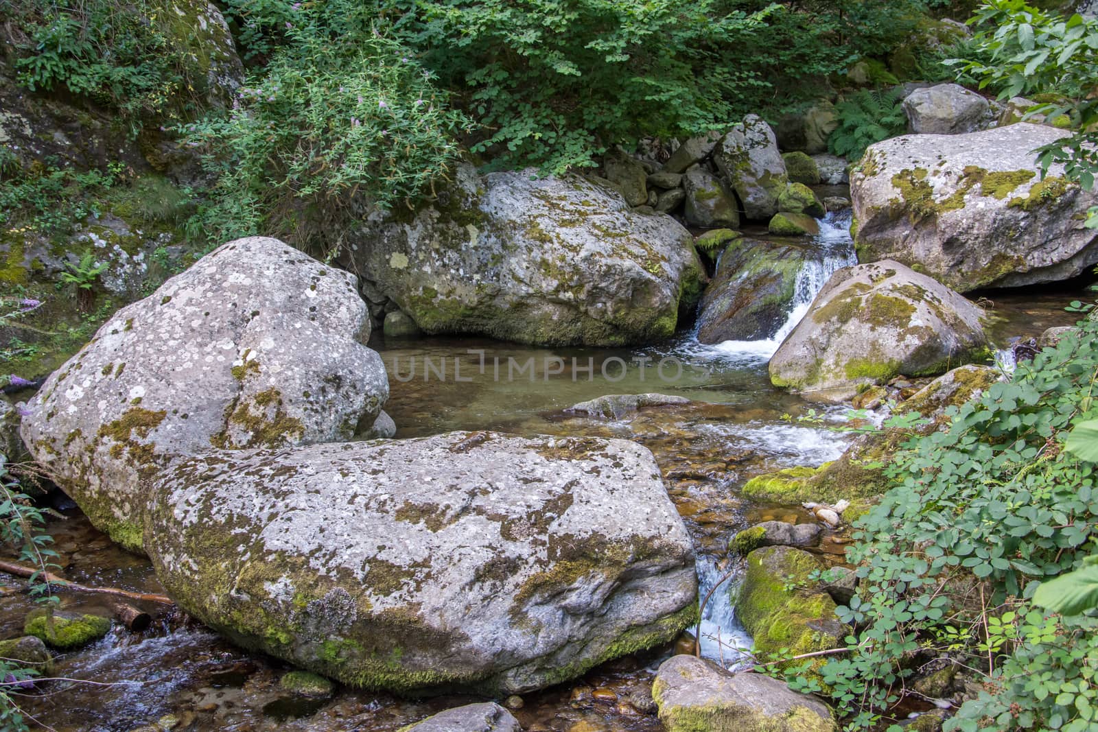 discovery of the eastern Pyrenes, its fauna and flora, region of France