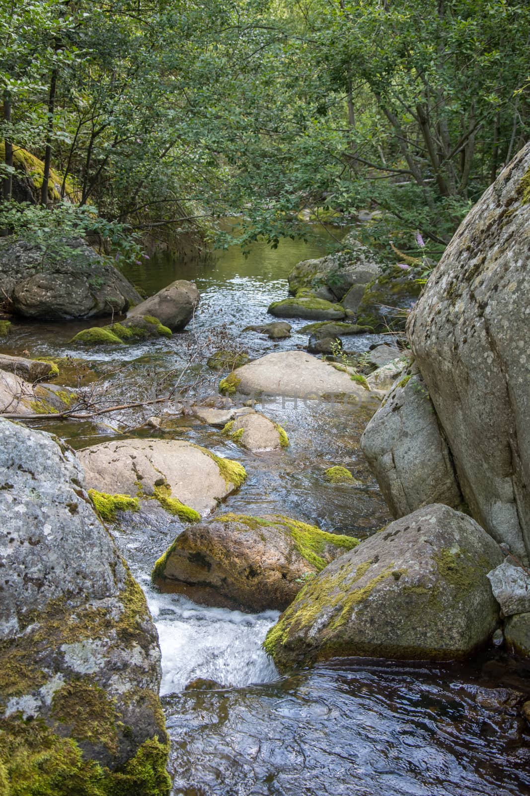 discovery of the eastern Pyrenes, its fauna and flora, region of France
