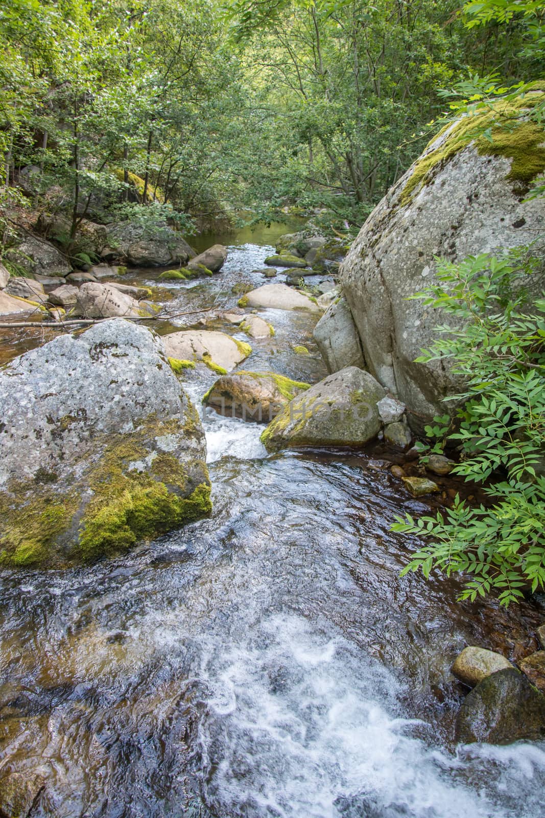 discovery of the eastern Pyrenes, its fauna and flora, region of France