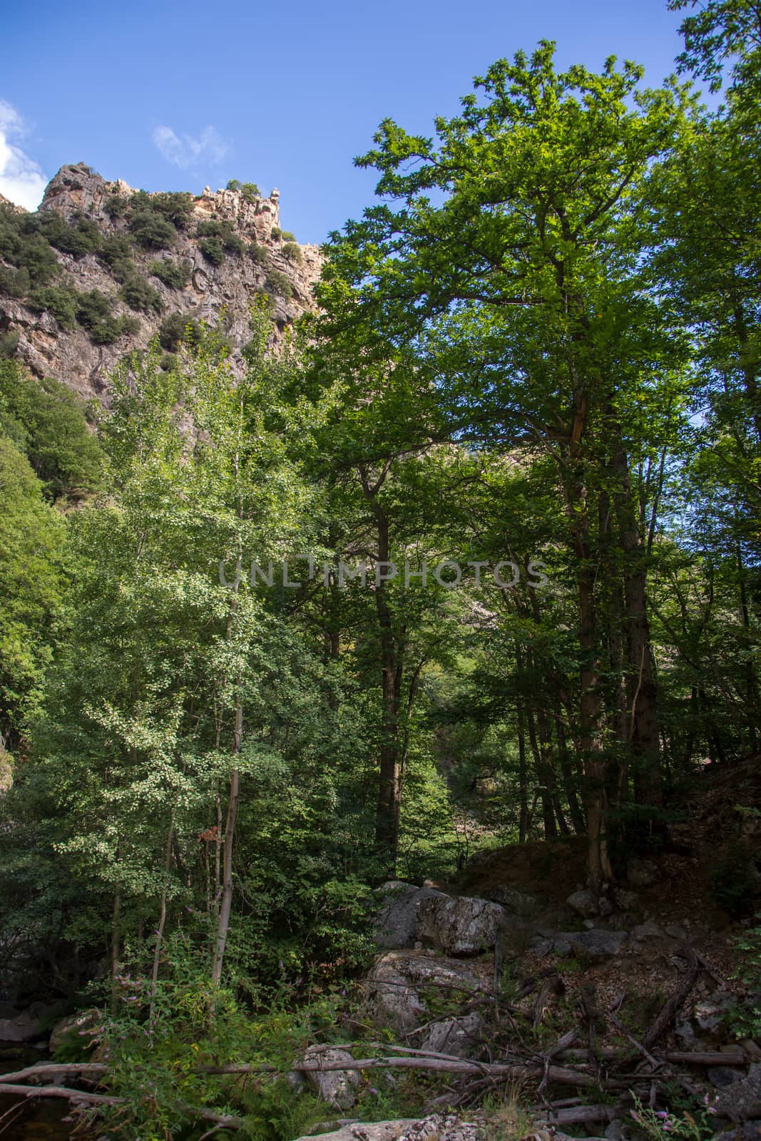 discovery of the eastern Pyrenes, its fauna and flora, region of France