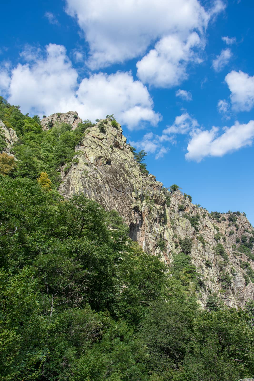discovery of the eastern Pyrenes, its fauna and flora, region of France