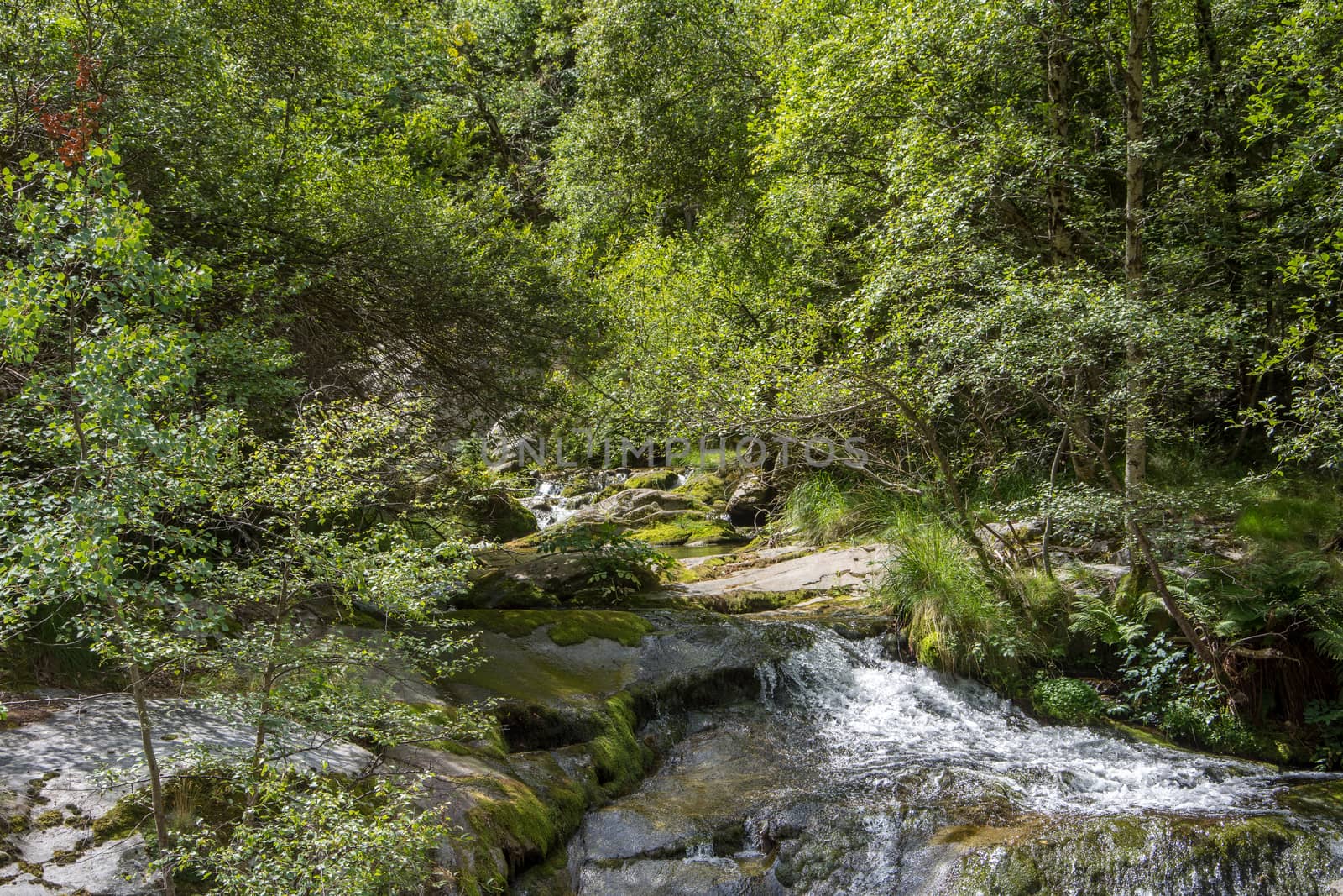 discovery of the eastern Pyrenes, its fauna and flora, region of France