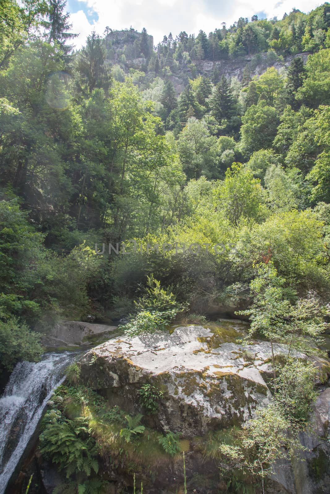 discovery of the eastern Pyrenes, its fauna and flora, region of France